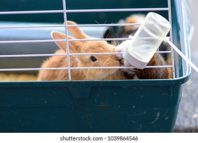 Rabbits drinking water from feeding water bottle.The bunnies inside Cage for small Pets. 