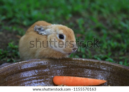 Similar – Rabbit eating flowers II