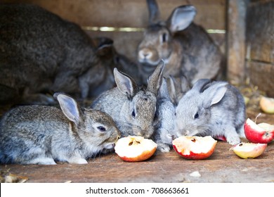 Rabbits Eating Red Apples