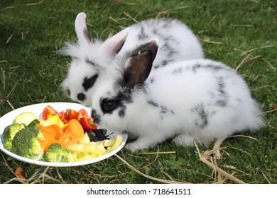 Rabbits Eating Vegetables