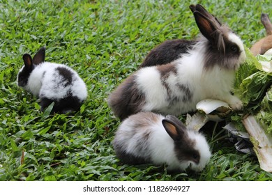 The Rabbits Are Eating Vegetables In The Garden