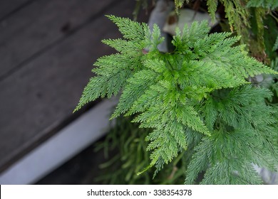 Rabbit's Foot Fern