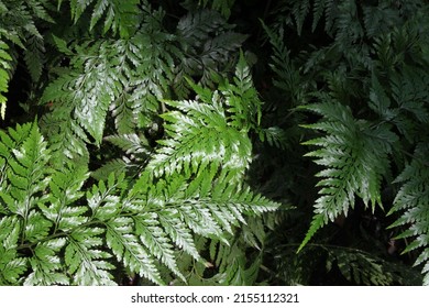 Rabbit's foot fern (Davallia fejeensis), an ornamental fern grown as a house plant, in greenhouses, and in outdoor hanging shade gardens. 