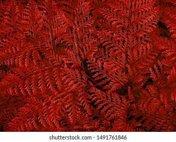 Rabbit's Foot Fern ( Davillia Fejeensis Hook ), Beautiful Red Fern Background