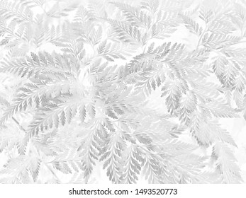 Rabbit's Foot Fern ( Davillia Fejeensis Hook ), Beautiful White Fern Background