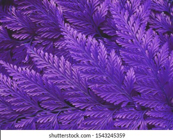 Rabbit's Foot Fern ( Davillia Fejeensis Hook ), Beautiful Violet Fern Background