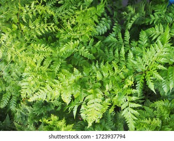  The Rabbits Foot Fern In Thailand