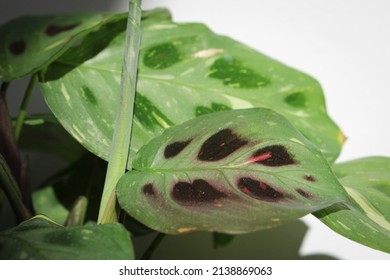 Rabbit's Foot Maranta Variegated Close-up Plant