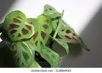 Rabbit's Foot Maranta Variegated Close-up Plant