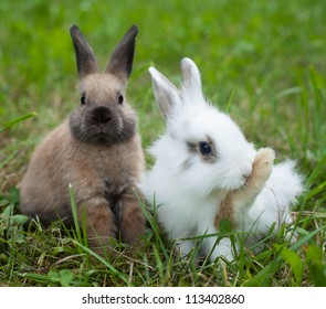 Rabbits Grass Stock Photo 113402860 | Shutterstock