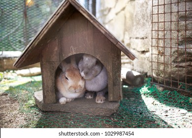 house of rabbit