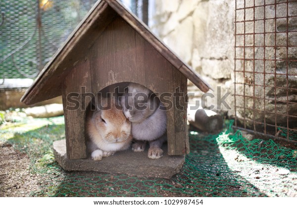 Rabbits House Stock Photo Edit Now 1029987454 rabbits-house-stock-photo-edit-now-1029987454