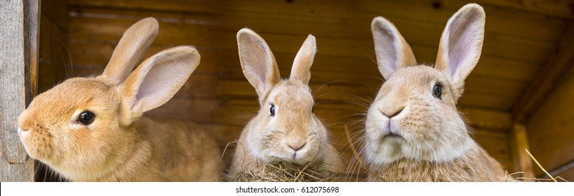 rabbits in a hutch - Shutterstock ID 612075698