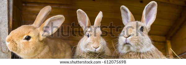 rabbits in a\
hutch