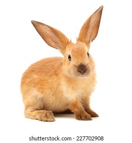 Rabbits Isolated On White Background 