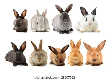 Rabbits Isolated On White Background 