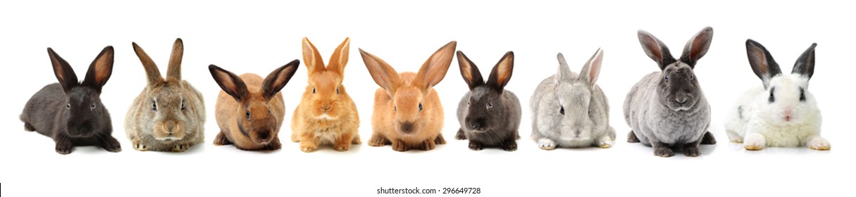 Rabbits Isolated On White Background 