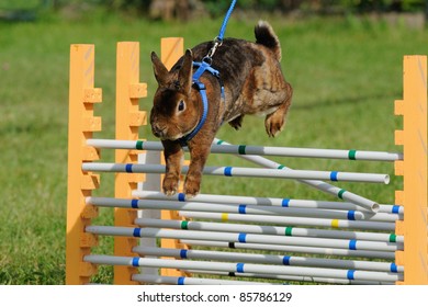 Rabbits With The Jump Competition Rabbit-hop The Rabbit Hop Is The New Sport For Kids They Learn To Work Patiently With Animals