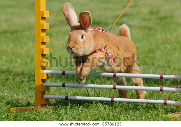 ジャンプ競技のウサギホップを持つウサギは 子どもたちが動物との辛抱強い仕事を学ぶ新しいスポーツです の写真素材 今すぐ編集