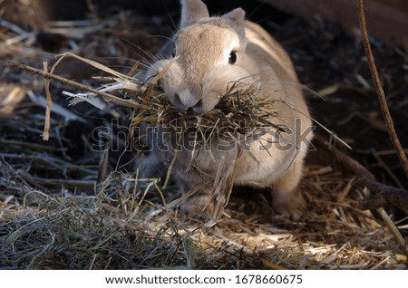 Similar – Rabbit eating flowers II