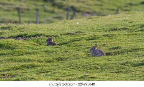 Rabbits On The Meadow. Shetland Islands, UK