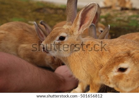 Rabbits On Okunoshima Rabbit Island Japan Rabbits On Okunoshima Rabbit Island Japan