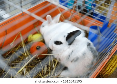 Pet Store Rabbit Stock Photos Images Photography Shutterstock