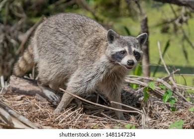 Rabid Raccoon Coming Out Of Woods