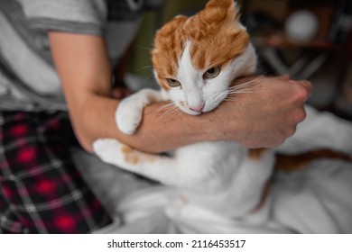 Rabid White-red Cat Furiously Scratched, Bit Through The Mans Hand Until It Bled. Pet Attack. Swollen Scratches From Wild Animal On A Humans Hand. Medical Care, Wound Care. Close Up, Copy Space