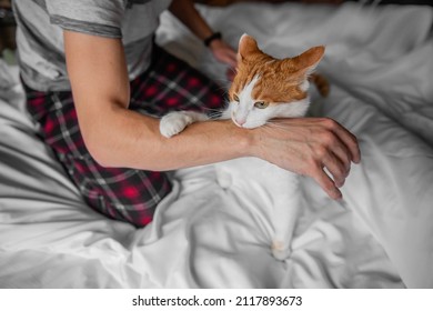 Rabid White-red Cat Furiously Scratched, Bit Through The Mans Hand Until It Bled. Pet Attack. Swollen Scratches From Wild Animal On A Humans Hand. Medical Care, Wound Care. Close Up, Copy Space