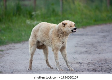 Rabies In Dogs. Aggressive Dog Shows Dangerous Teeth.