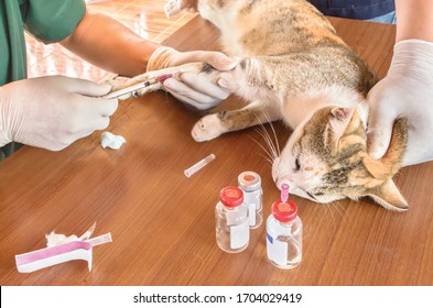 Rabies Domestic Animals Hydrophobia Animal Hospital Cat