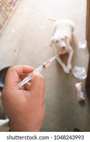 Rabies Vaccine For Dog At Home.flim Grain