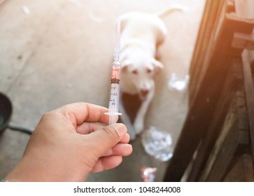 Rabies Vaccine For Dog At Home.flim Grain