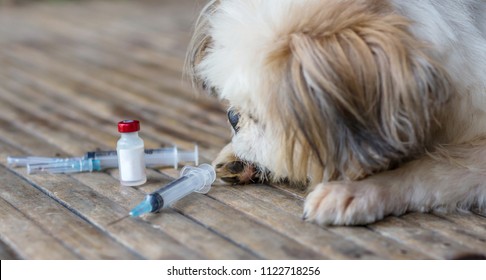 Rabies Vaccines Dog Got A Vaccination Against The Rabies, Hydrophobia Was Readily Available.