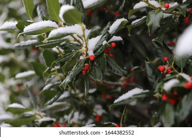 Rabun Gap Nacoochee School Snow Day Plants Outdoors With Snow On Them
