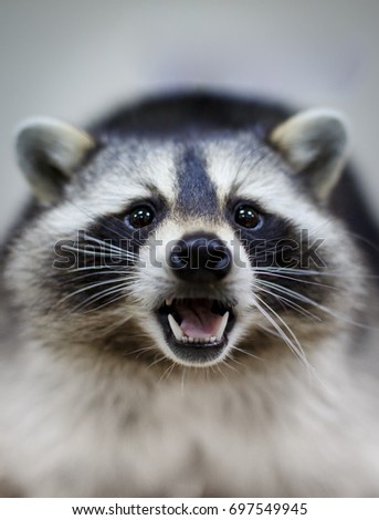 Similar – Die Raccoons Waschbär