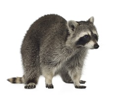 raccoon (9 months) - Procyon lotor in front of a white background, a Transportation Photo by Eric Isselee