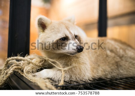Raccoon albino in animal cafe. Cute mammal 