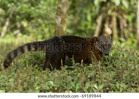 A raccoon in the Amazonia forest of Brazil, with its sharp teeth and cunning eyes, showcasing its carnivorous nature.