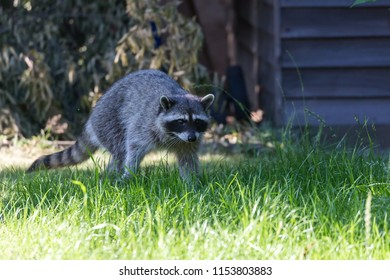 Raccoon In Backyard At Vancouver Canada