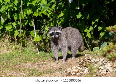 Raccoon In Backyard At Vancouver Canada