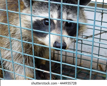 Raccoon In A Box Trap.