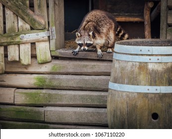 A Raccoon Breaking In To A Hen House.