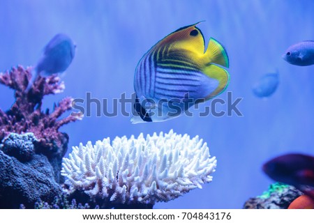 Raccoon butterflyfish Chaetodon lunula is found in the Indo-Pacific region.