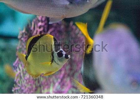 Raccoon butterflyfish Chaetodon lunula is found on coral reefs of the Indo-Pacific.