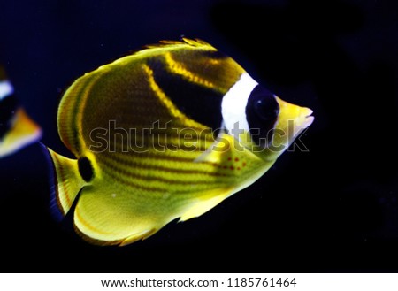  raccoon butterflyfish, also known as the crescent-masked butterflyfish, lunule butterflyfish, moon butterflyfish  (Chaetodon lunula)