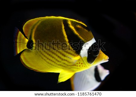  raccoon butterflyfish, also known as the crescent-masked butterflyfish, lunule butterflyfish, moon butterflyfish  (Chaetodon lunula)