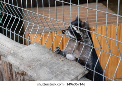 Raccoon In A Cage At The Zoo In Summer Looks Through The Bars