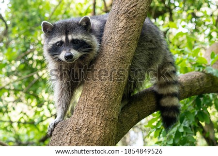 A raccoon carefully looks on from a sturdy tree branch